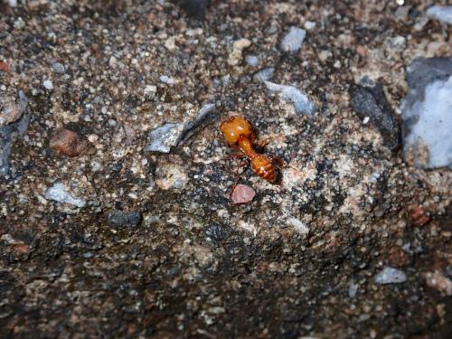 Réf. 277 304 : Solenopsis geminata